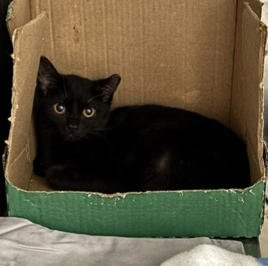 Misha (Mishie) (Merritt Island) photo