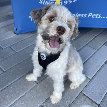 Bryan (Bear) (Cocoa) photo