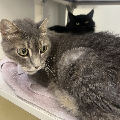 Cash (Bonded w/ Patrick) (MI) photo