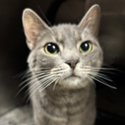 Gertrude (Merritt Island) photo