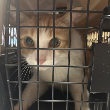 Simba (Merritt Island) photo