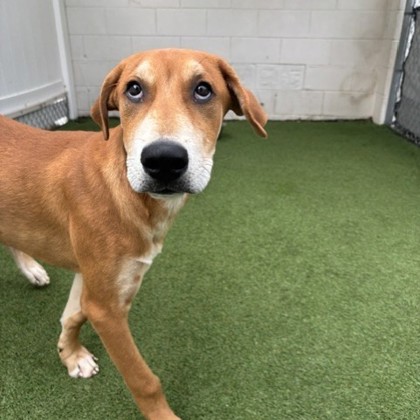 Chad (Shadow) (Cocoa) photo