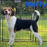 Marty (Active) photo
