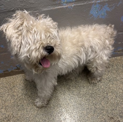 Blake (Blast) (Cocoa) photo