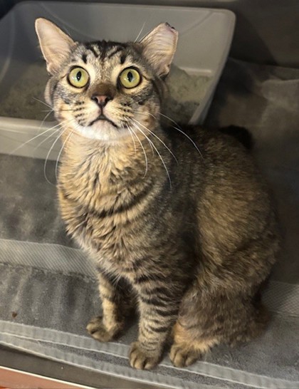 Benedict (Merritt Island) photo