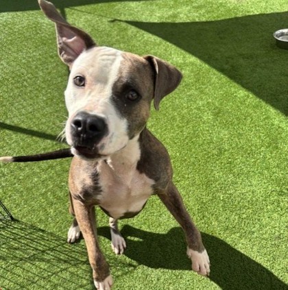 Gaston (Cocoa) photo