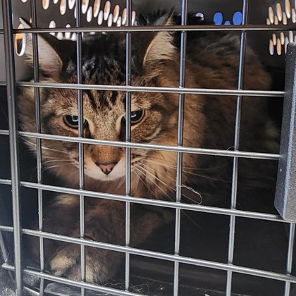 Toby (Turkey) (Merritt Island) photo