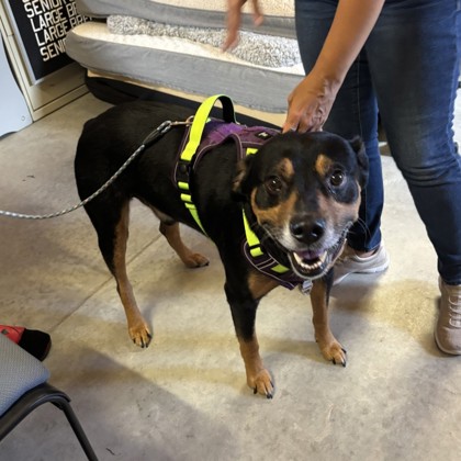 Scout (Cocoa) photo