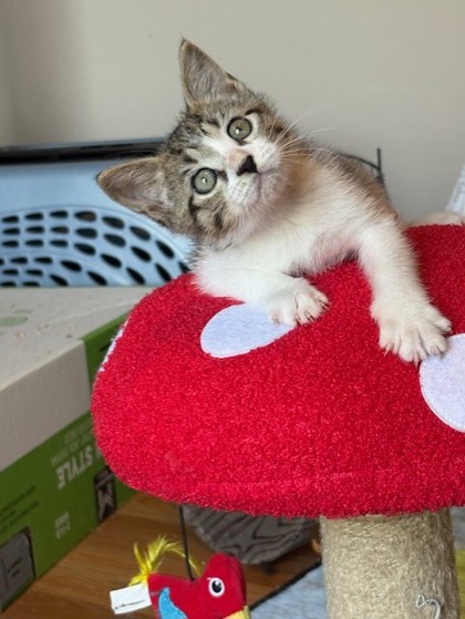 Liam (Merritt Island) photo