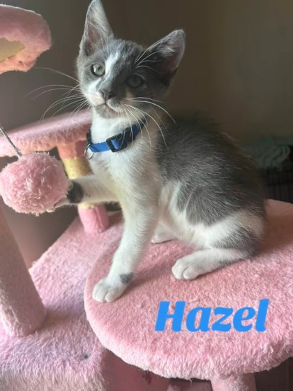 Hazel (Merritt Island) photo