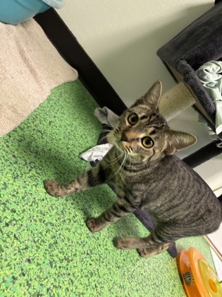 Fifi (Merritt Island) photo