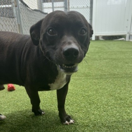 Ruger (Cocoa) photo