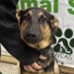 Whitten (Cocoa) photo