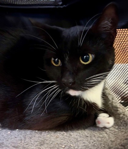 Hermoine (Merritt Island) photo