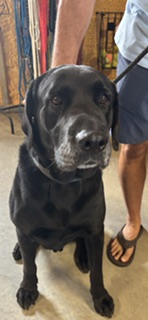 Beau (Cocoa) photo
