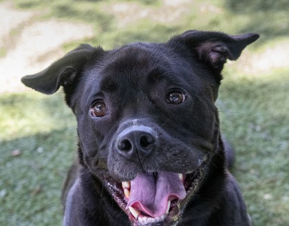 Thomas (Cocoa) photo
