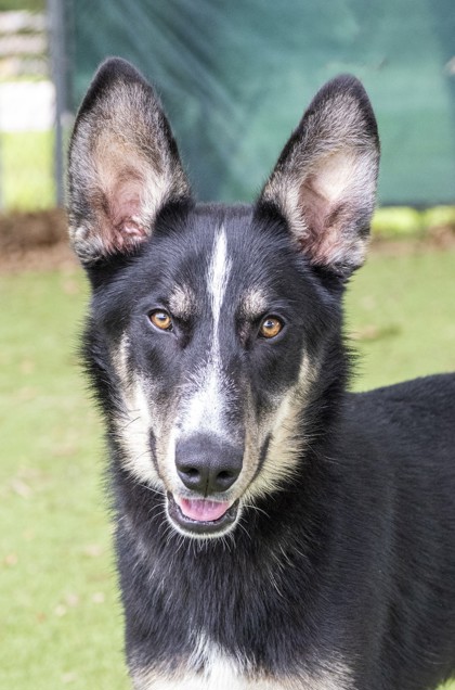 Ruger (Merritt Island) photo