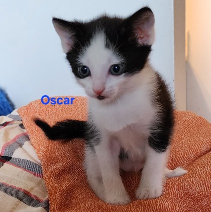Oscar (Merritt Island) photo