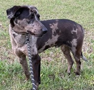 Brock (Banjo) (Cocoa) photo