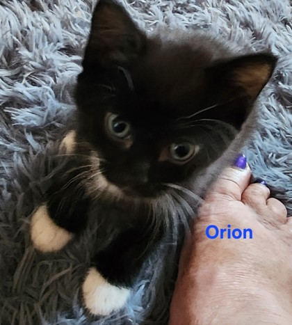 Orion (Merritt Island) photo