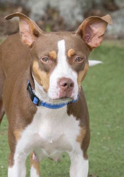 Freya (Cocoa) photo