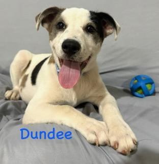 Dundee (Cocoa) photo