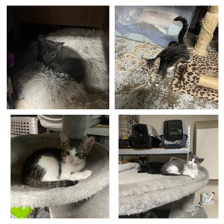 Connie (Congo) (Merritt Island) photo