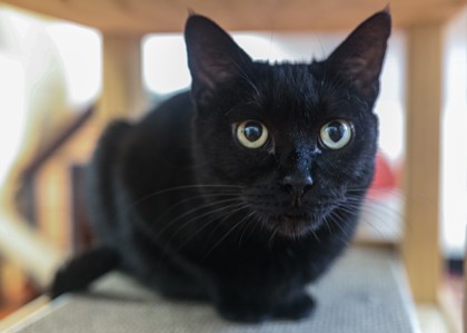 Mona (Luna) (Cocoa) photo