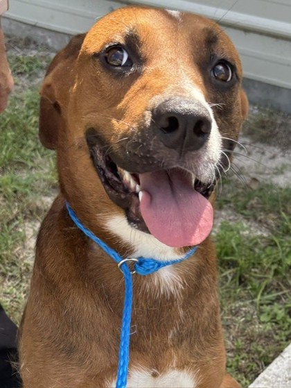 Rusty (Cocoa) photo