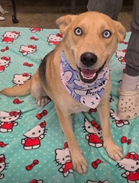 Kenzie (Cocoa) photo