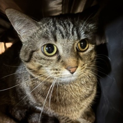 Ophelia (Merritt Island) photo