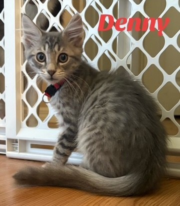 Denny (Merritt Island) photo