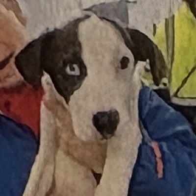 Barbie (Babe) (Cocoa) photo