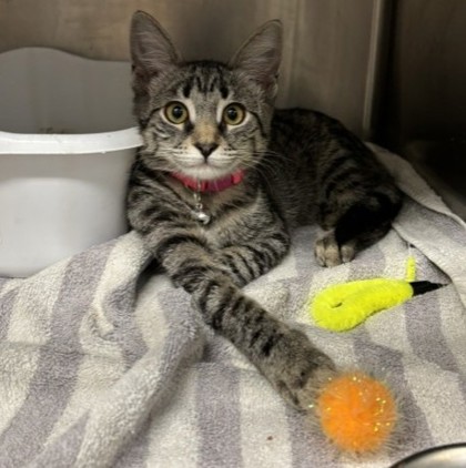 Gigi (Merritt Island) photo