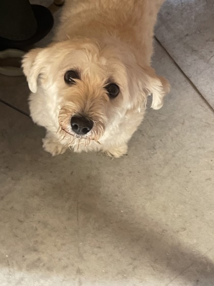 Bridgette (Cocoa) photo