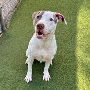 Carl (Crash) (Cocoa) photo