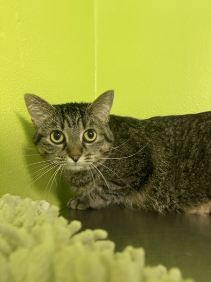 Ophelia (Merritt Island) photo