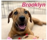 Brooklyn (Cocoa) photo