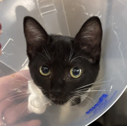 Tessa (Taz) (Merritt Island) photo