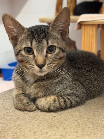 Nora (Cocoa) photo