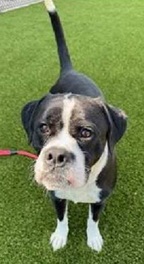 Calvin (Cow) (Cocoa) photo