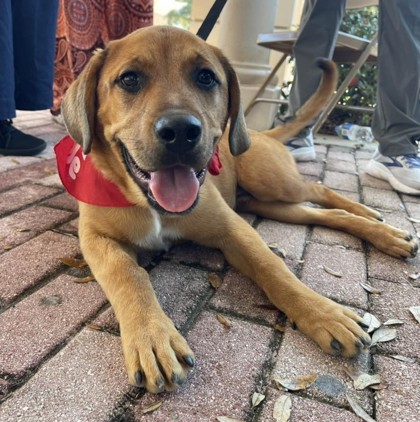 Cade (Chocolate) (Cocoa) photo