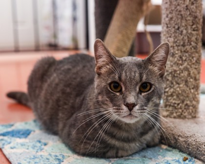 Braxton (Merritt Island) photo