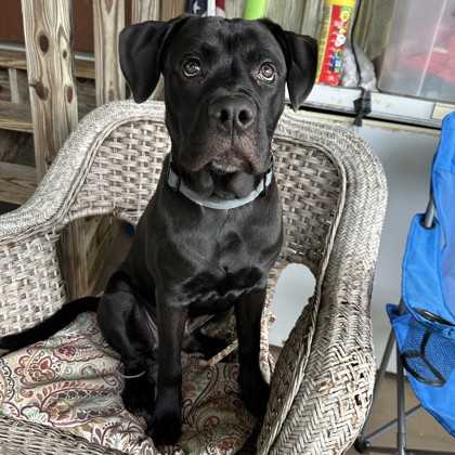 Hank (Cocoa) photo