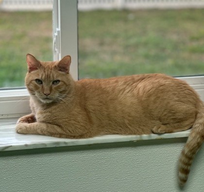 Luke (Lucky) (Merritt Island) photo