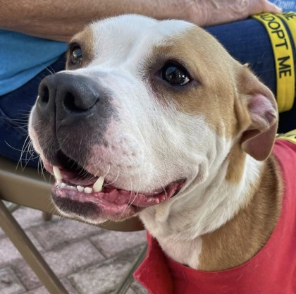 Tinsley (Bentley) (Cocoa) photo