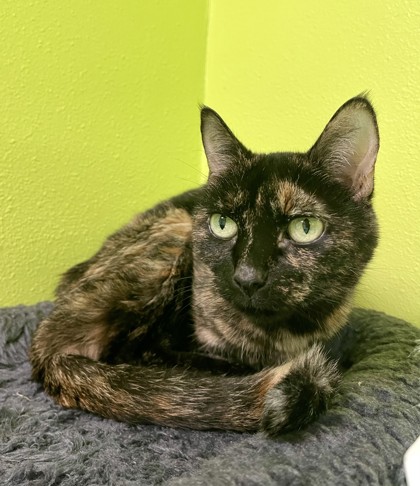 Lillith (Lil Bit) (Merritt Island) photo