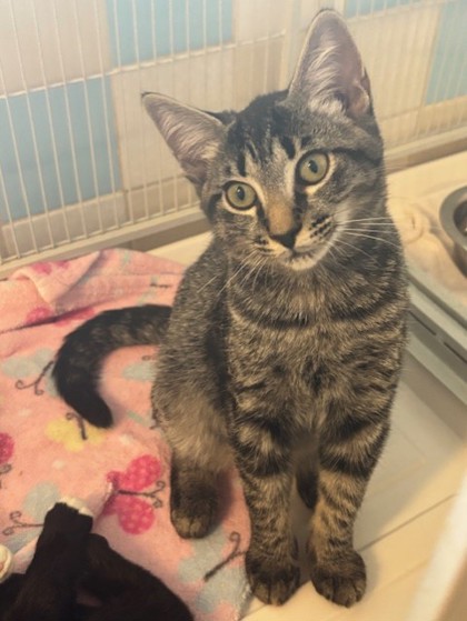 Jasper (Merritt Island) photo