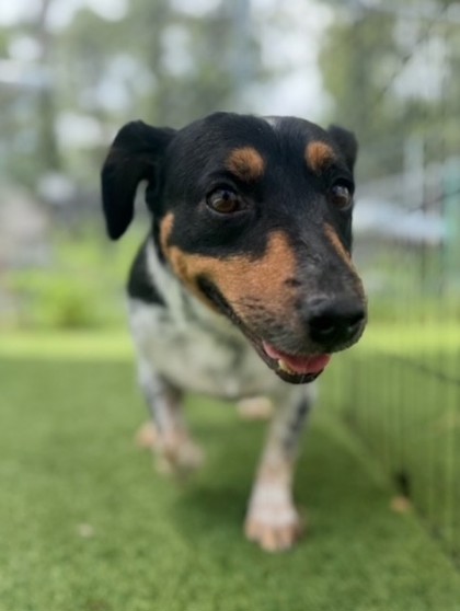 Colt (Cocoa) photo