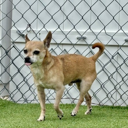 Nathaniel (Nacho) (Cocoa) photo